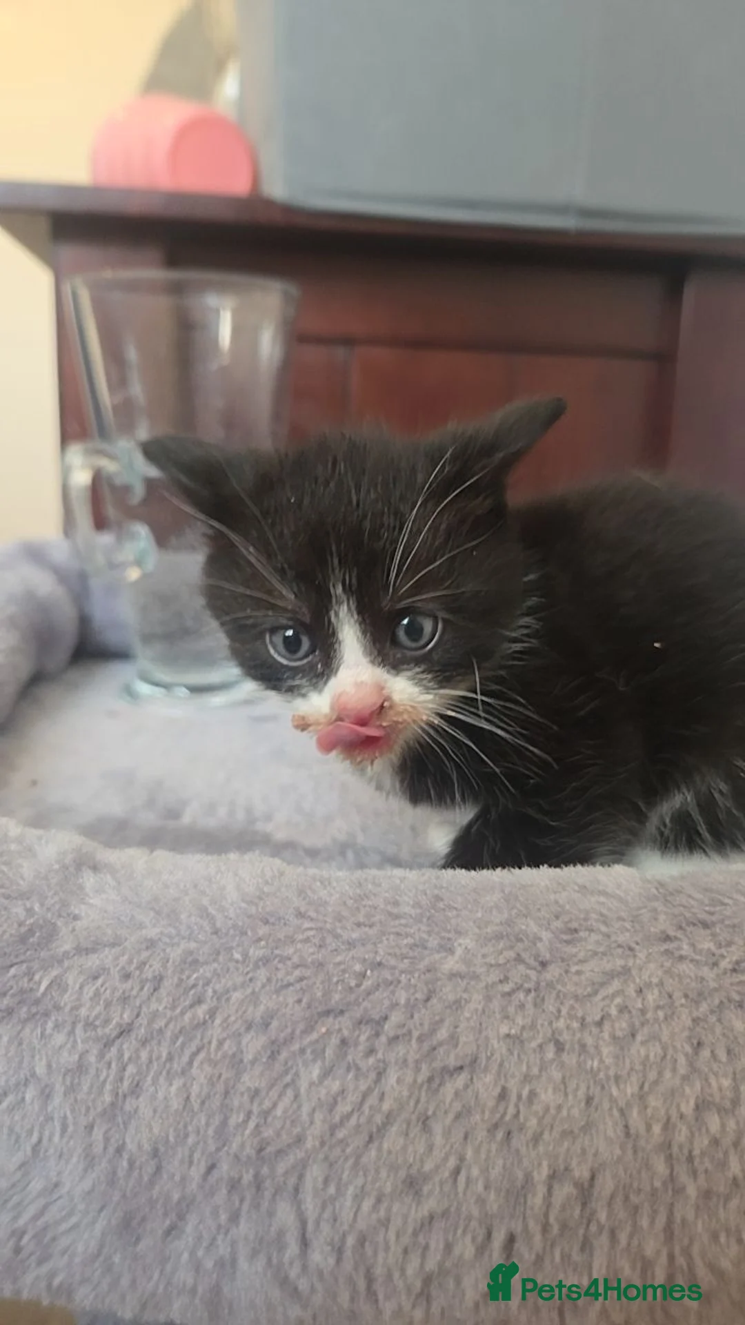 Mixed Breed cats for sale: BUTTER FOR SALE in Thatcham - Advert 2