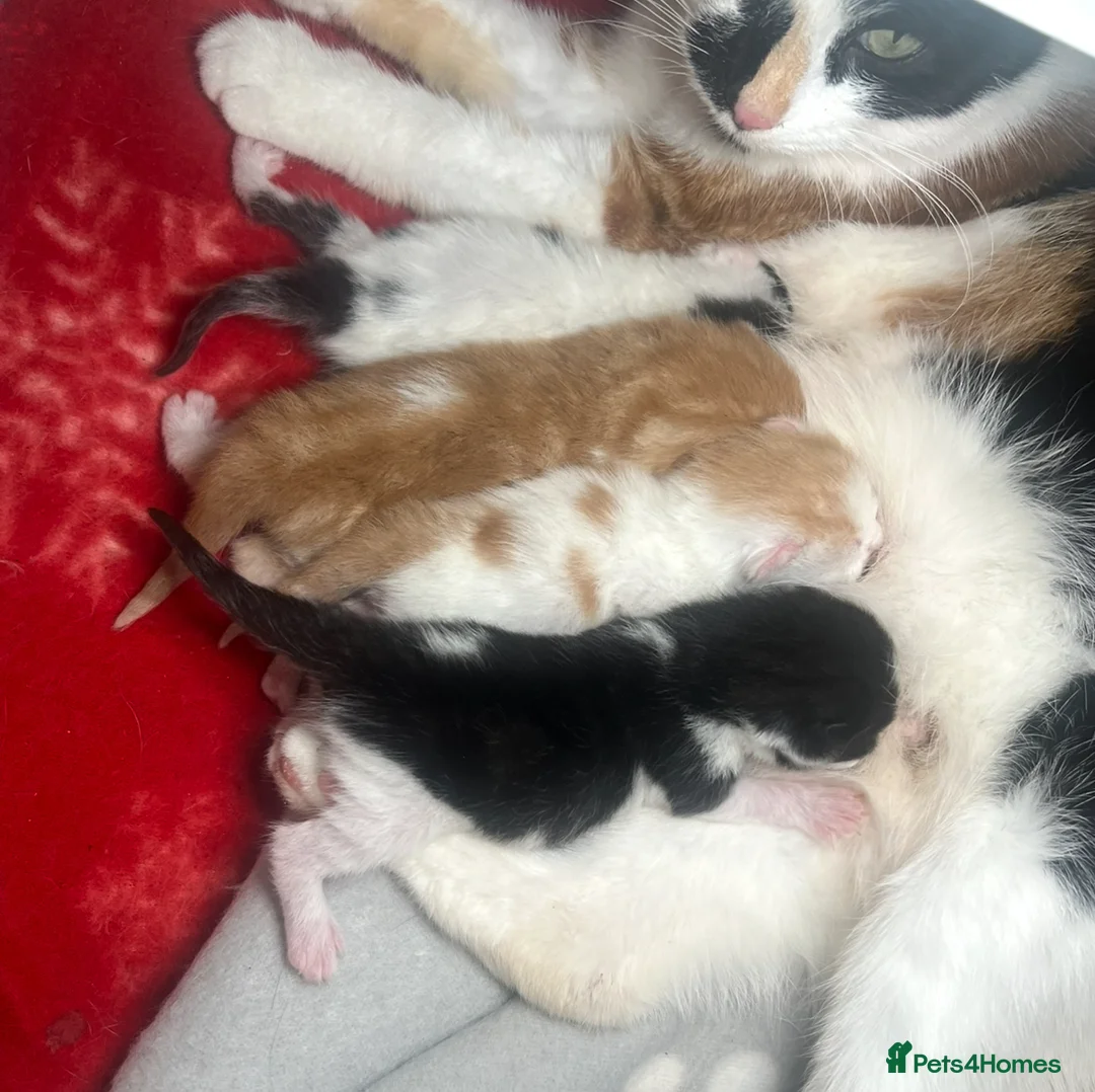 Mixed Breed cats for sale: 5 Beautiful kittens for sale  in London - Advert 2