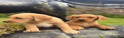 Labrador Retriever dogs for sale: Red & gold lab puppies  in Telford - Advert 14