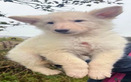 German Shepherd dogs for sale: Long haired white German Shepherd female  - Image 1