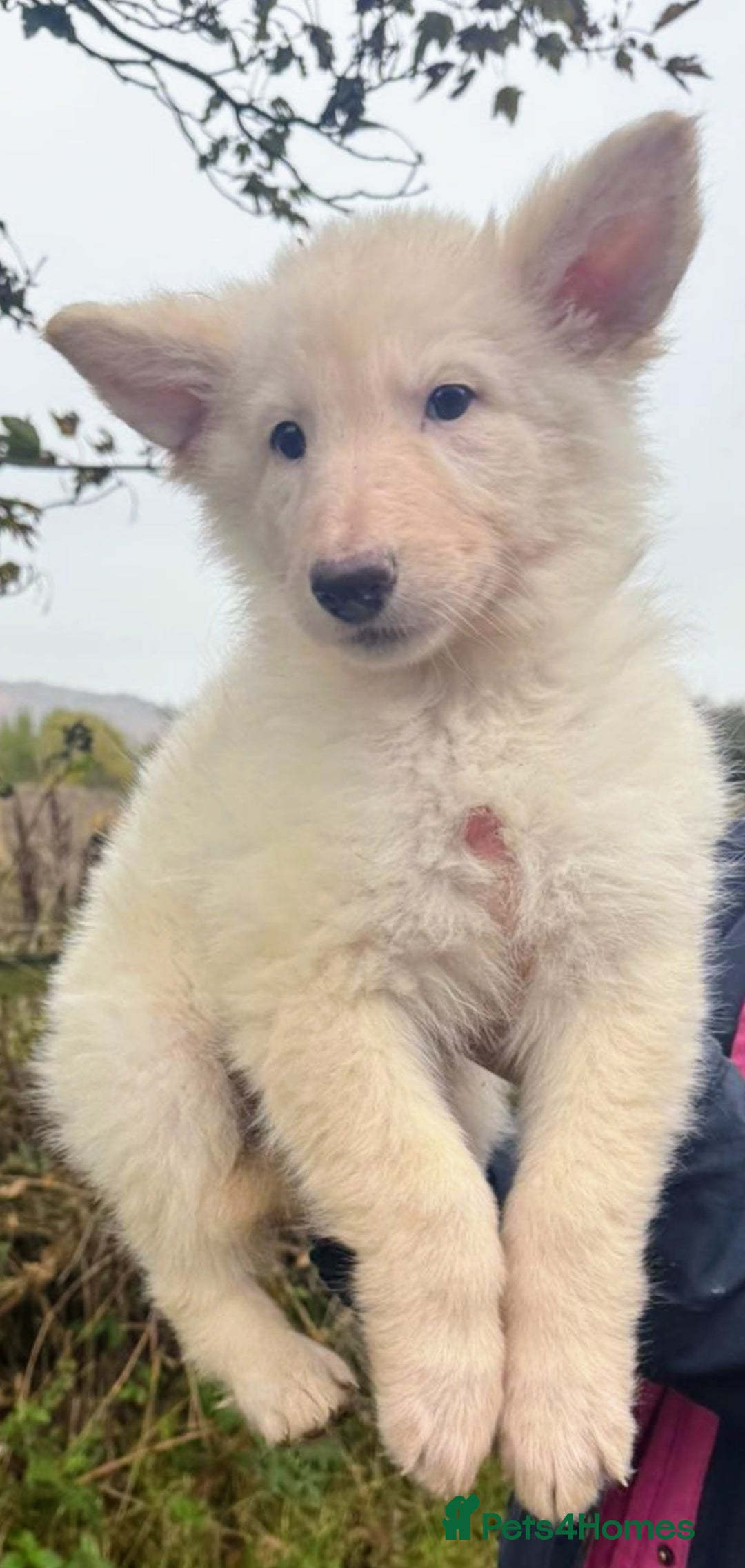 German Shepherd dogs for sale: Long haired white German Shepherd female  - Image 1