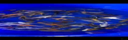 Koi Carp fish for sale: 3-4 inch Koi in Manchester - Advert 4