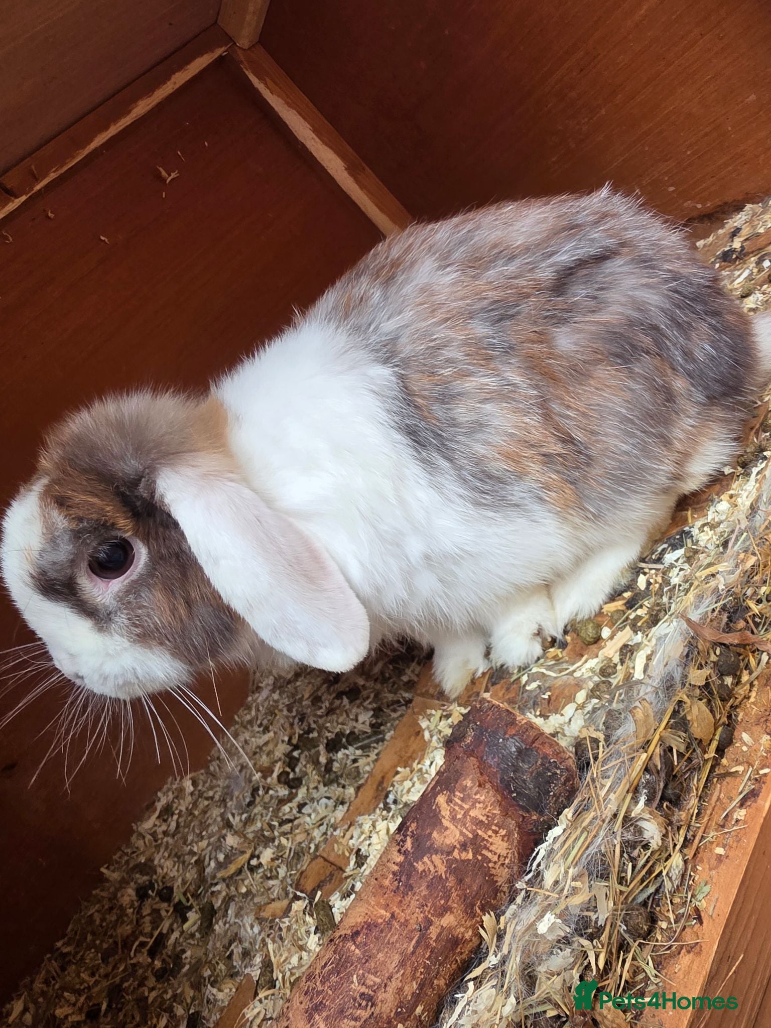 Mini Lop rabbits Mini loop - Advert 1