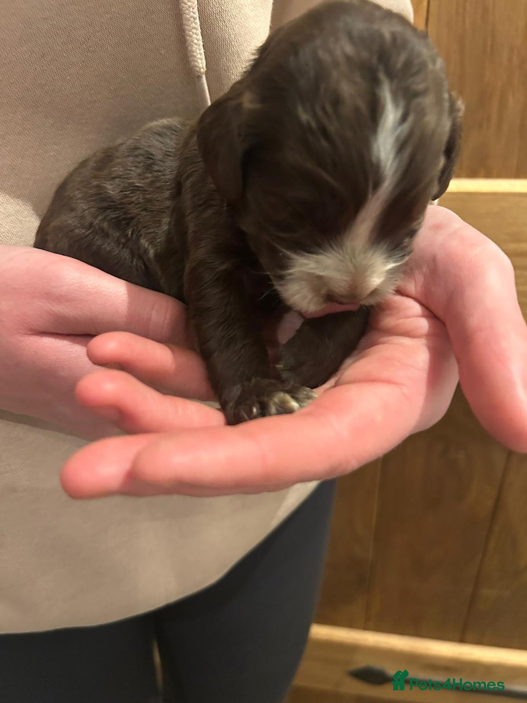 Cocker Spaniel dogs for sale: Working cocker spaniel  - Advert 4