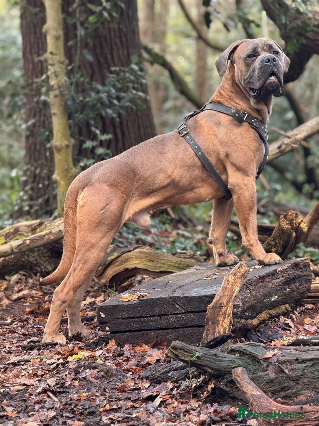 Cane Corso dogs for stud: Russian/Slovak blood cane corso stud - Advert 7