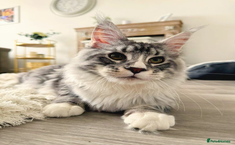 Maine Coon cats 💙Beautiful Maine Coon (GCCF reg) 💙 - Advert 1