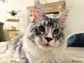 Maine Coon cats 💙Beautiful Maine Coon (GCCF reg) 💙 - Advert 2