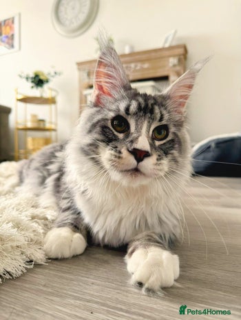 Maine Coon cats 💙Beautiful Maine Coon (GCCF reg) 💙 - Advert 1