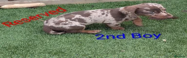 Dachshund Puppy 2