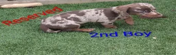 Dachshund dogs for sale: 4 Beautiful miniature Dachshunds puppies for sale - Advert 7