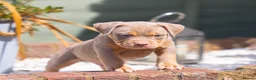 American Bully dogs for sale: American Bully ABKC registered  - Advert 11