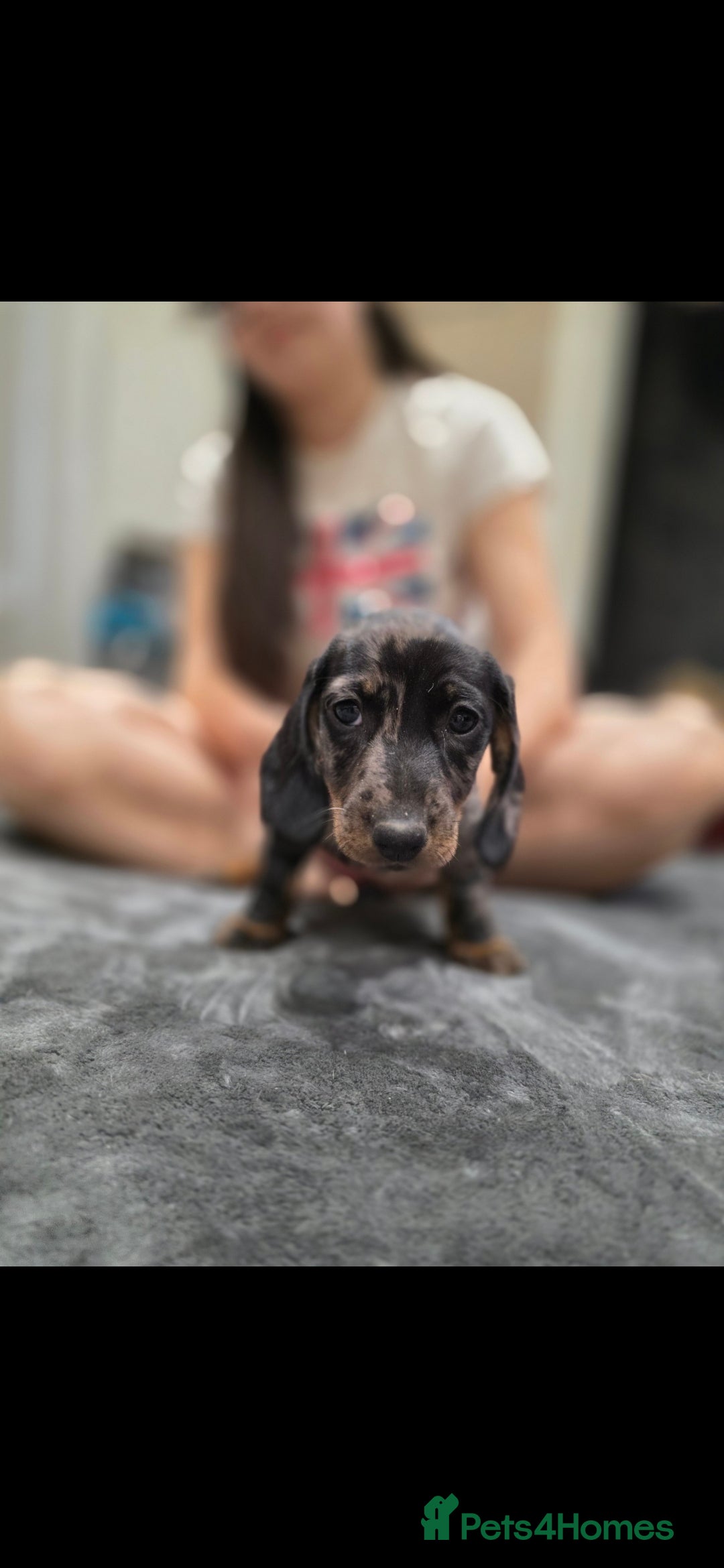Dachshund dogs for sale: Beautiful puppies - Image 14