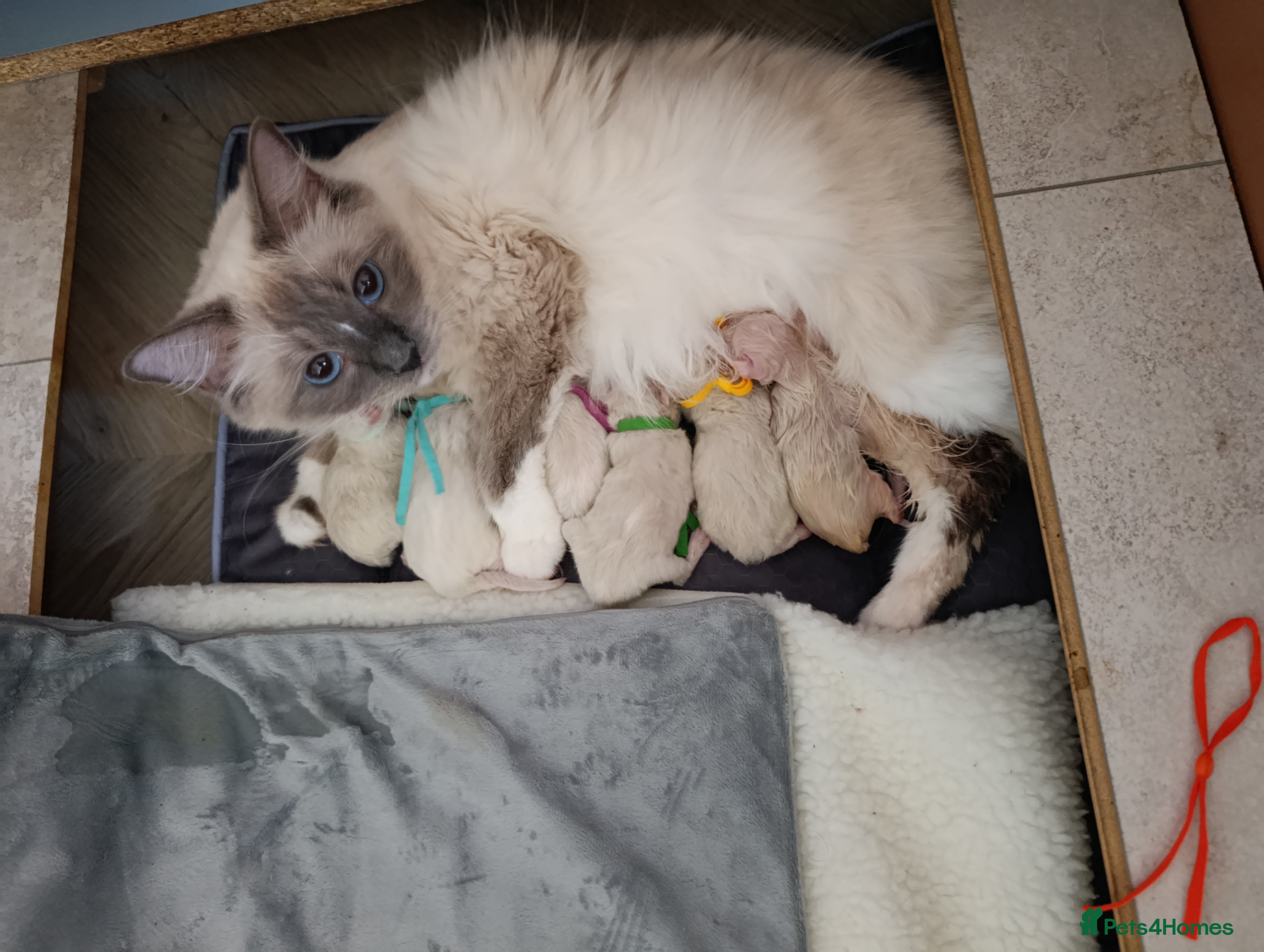 Ragdoll cats TICA Ragdoll kittens🐱🐱🐱 - Advert 2