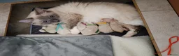 Ragdoll cats for sale: TICA Ragdoll kittens🐱🐱🐱 - Advert 2