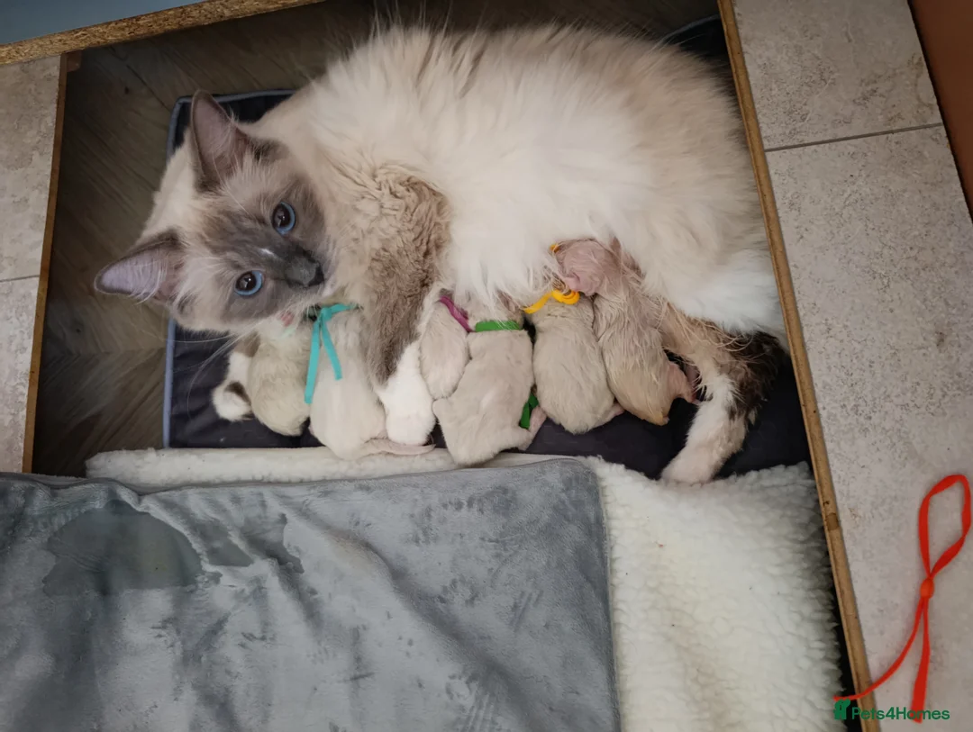 Ragdoll cats for sale: TICA Ragdoll kittens🐱🐱🐱 - Advert 2