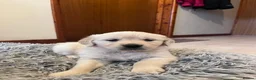 Golden Retriever dogs for sale: 8 adorable golden retriever pups for sale  - Advert 1
