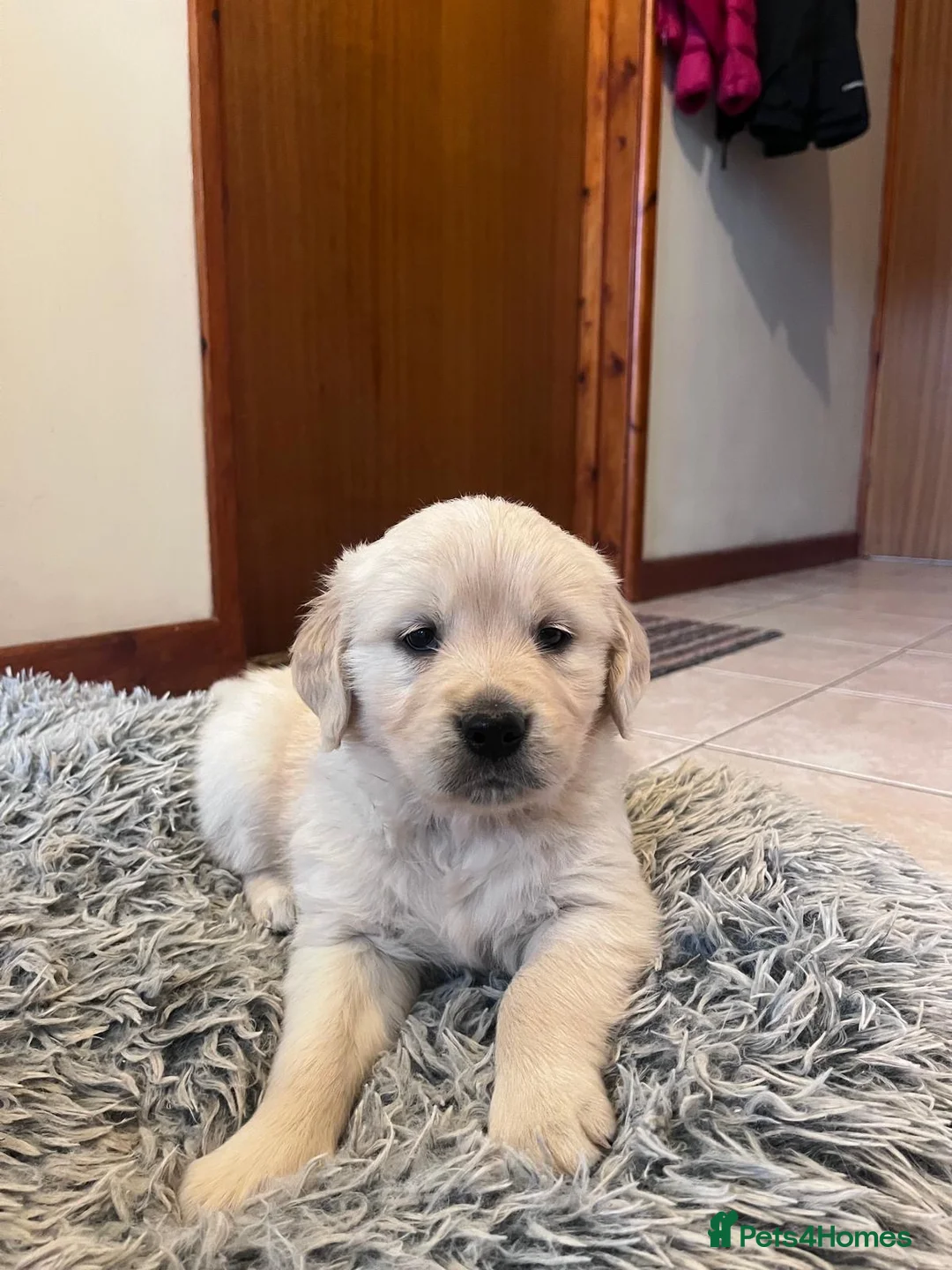 Golden Retriever dogs for sale: 8 adorable golden retriever pups for sale  - Advert 1