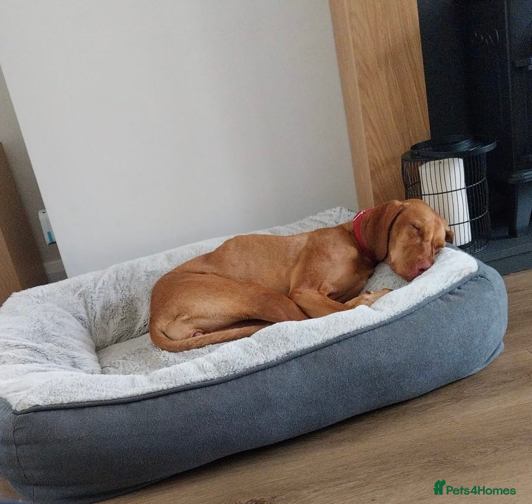 Hungarian Vizsla dogs for sale: Luna  - Image 7