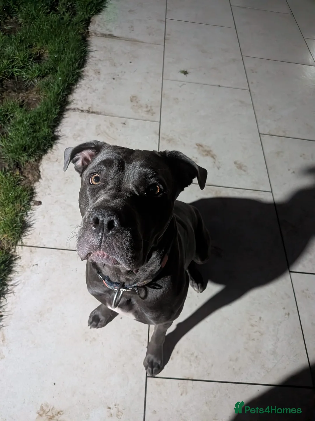 Cane Corso dogs for sale: Reluctantly rehoming my Beautiful Cane Corso - Advert 30