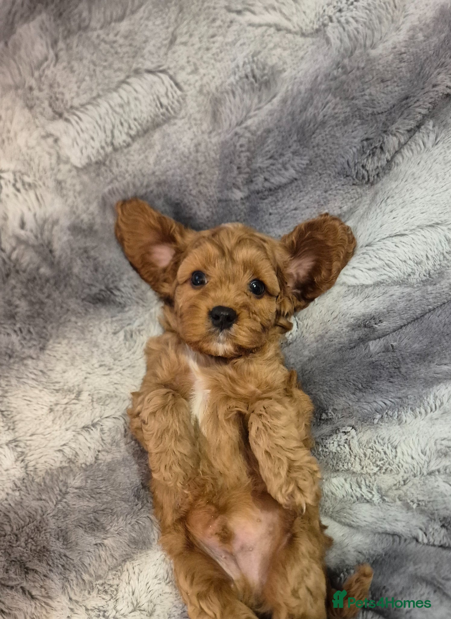 Cavapoo dogs Beautiful F1 Cavapoo puppies - Advert 13