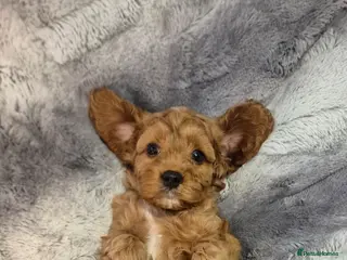 Cavapoo dogs Beautiful F1 Cavapoo puppies - Advert 13