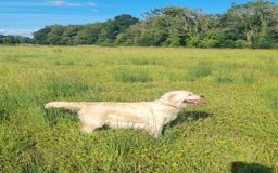 Golden Retriever dogs for sale: Top pedigree, purebred golden retriever puppies  - Image 4
