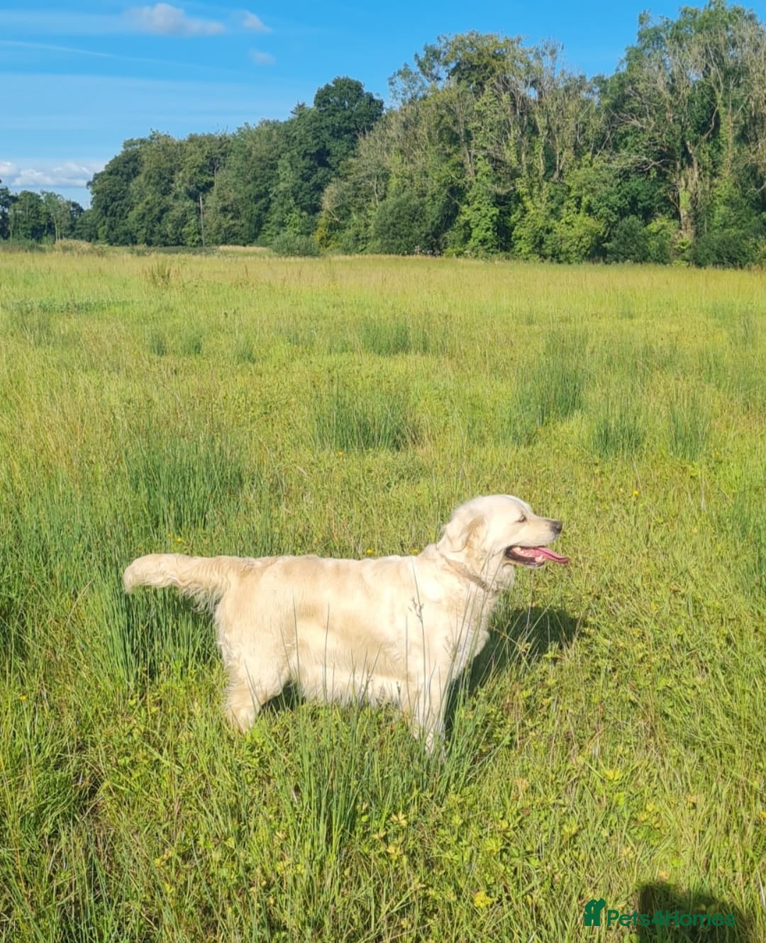 Golden Retriever dogs for sale: Top pedigree, purebred golden retriever puppies  - Image 4
