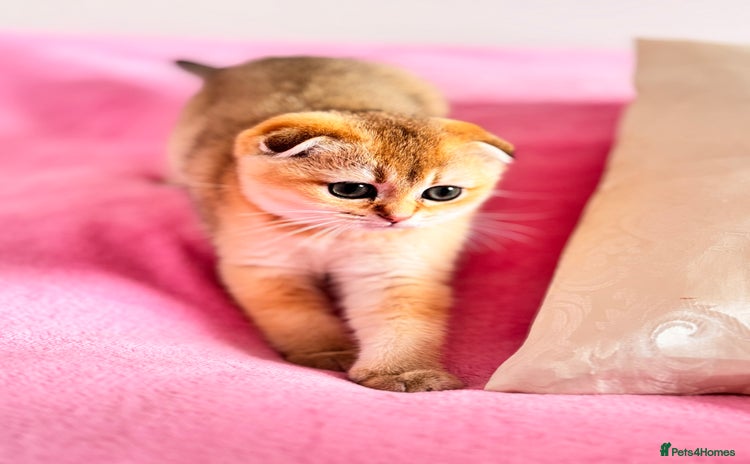 Scottish Fold cats - Advert 8