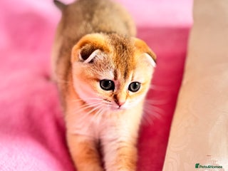 Scottish Fold cats High quality TICA pedigree kittens - Advert 5