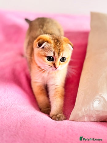 Scottish Fold cats - Advert 8