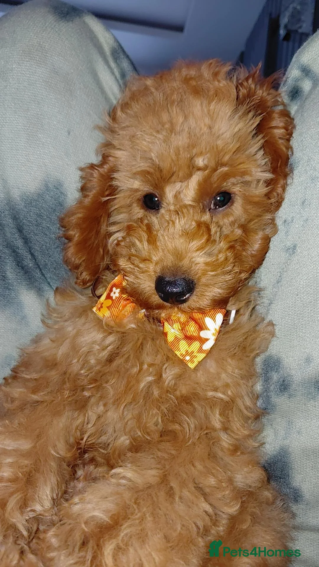 Toy Poodle dogs for sale: Toy poodle - Advert 1