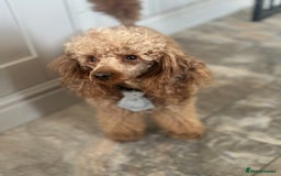 Miniature Poodle dogs for stud: KC REG PROVEN MINIATURE POODLE H/T - Image 3
