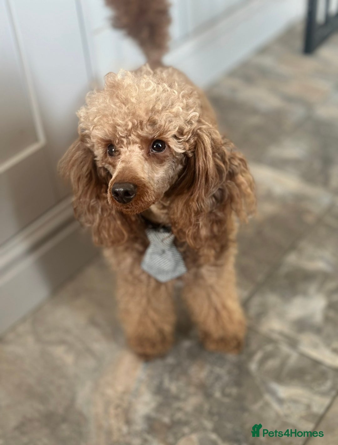 Miniature Poodle dogs for stud: KC REG PROVEN MINIATURE POODLE H/T - Image 3
