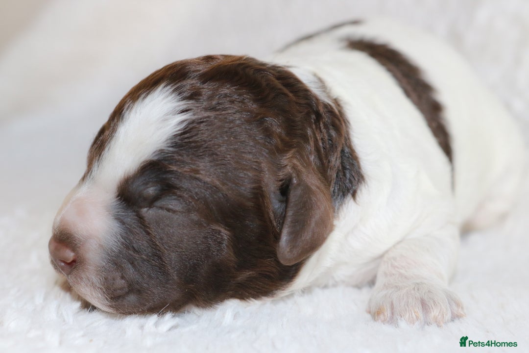 Lagotto Romagnolo dogs for sale: *READY NOW*10 WKS OLD* KC Reg Full Health Tested - Advert 9