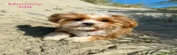 Maltipoo dogs for sale: Maltipoo Puppies  - Advert 22