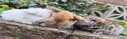 Mini Lop rabbits for sale: Top quality mini lops - Advert 5