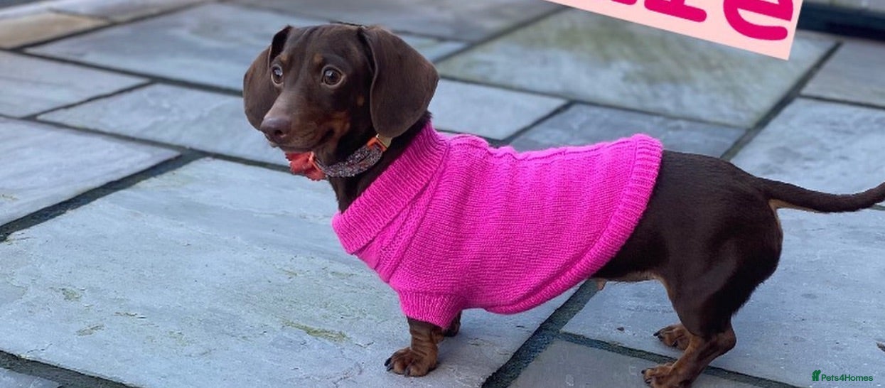 Miniature Dachshund dogs Long haired and smooth haired puppies  - Advert 17
