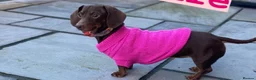 Miniature Dachshund dogs for sale: Long haired and smooth haired puppies  - Advert 1