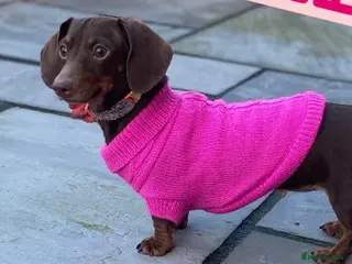 Miniature Dachshund dogs Long haired and smooth haired puppies - Advert 1