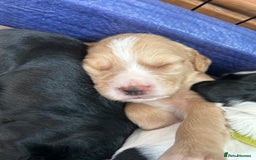 Sprocker dogs for sale:  Sprocker Spaniel READY TO LEAVE!!! 🐶 Only 1 left - Image 14