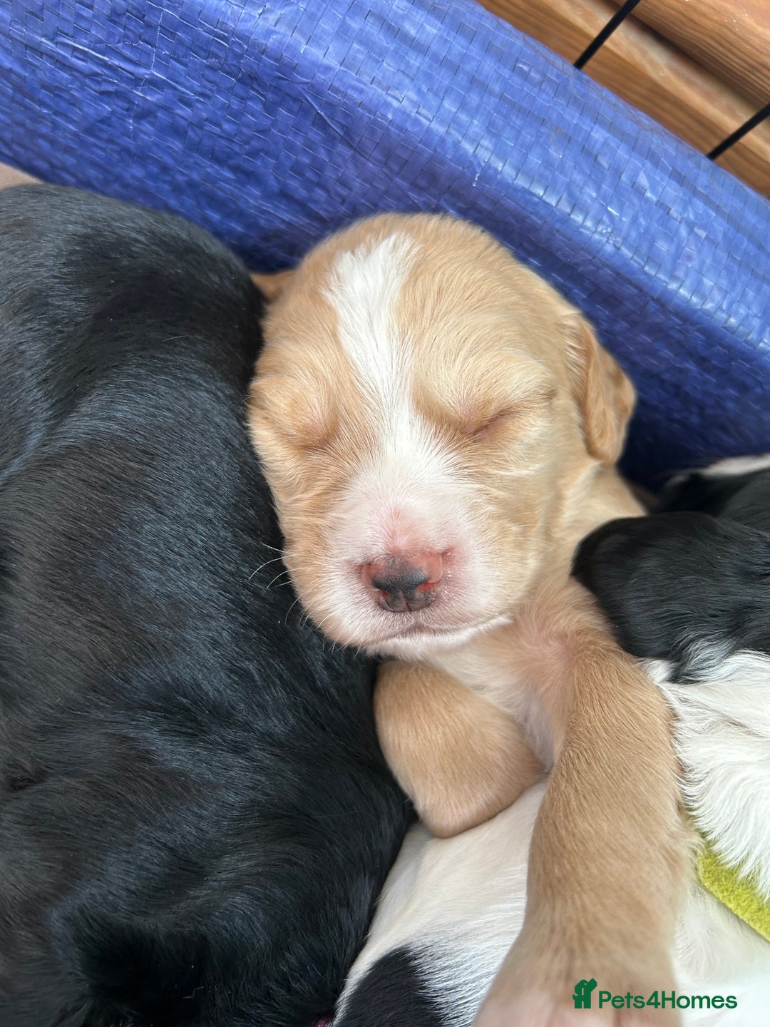 Sprocker dogs for sale:  Sprocker Spaniel READY TO LEAVE!!! 🐶 Only 1 left - Image 14