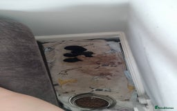 Mixed Breed cats for sale: 2 female kittens to go together - Image 3