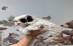 Cavapoo dogs for stud: Premium Cavapoo Chocolate Phantom Parti Stud  in Rickmansworth - Image 32