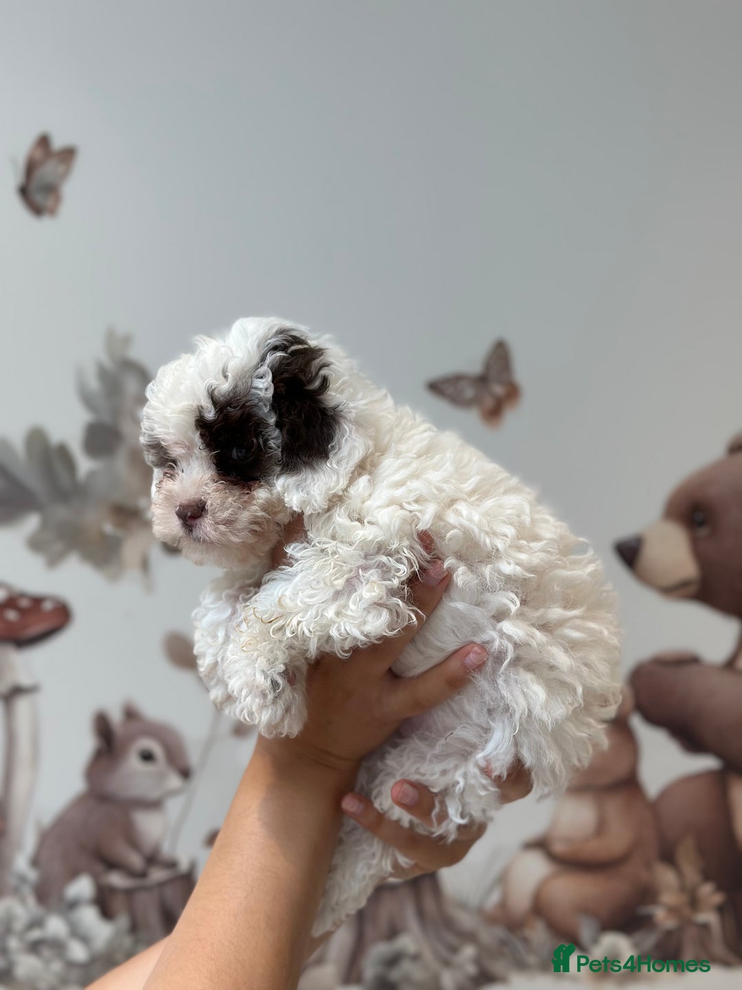 Cavapoo dogs for stud: Premium Cavapoo Chocolate Phantom Parti Stud  in Rickmansworth - Image 32