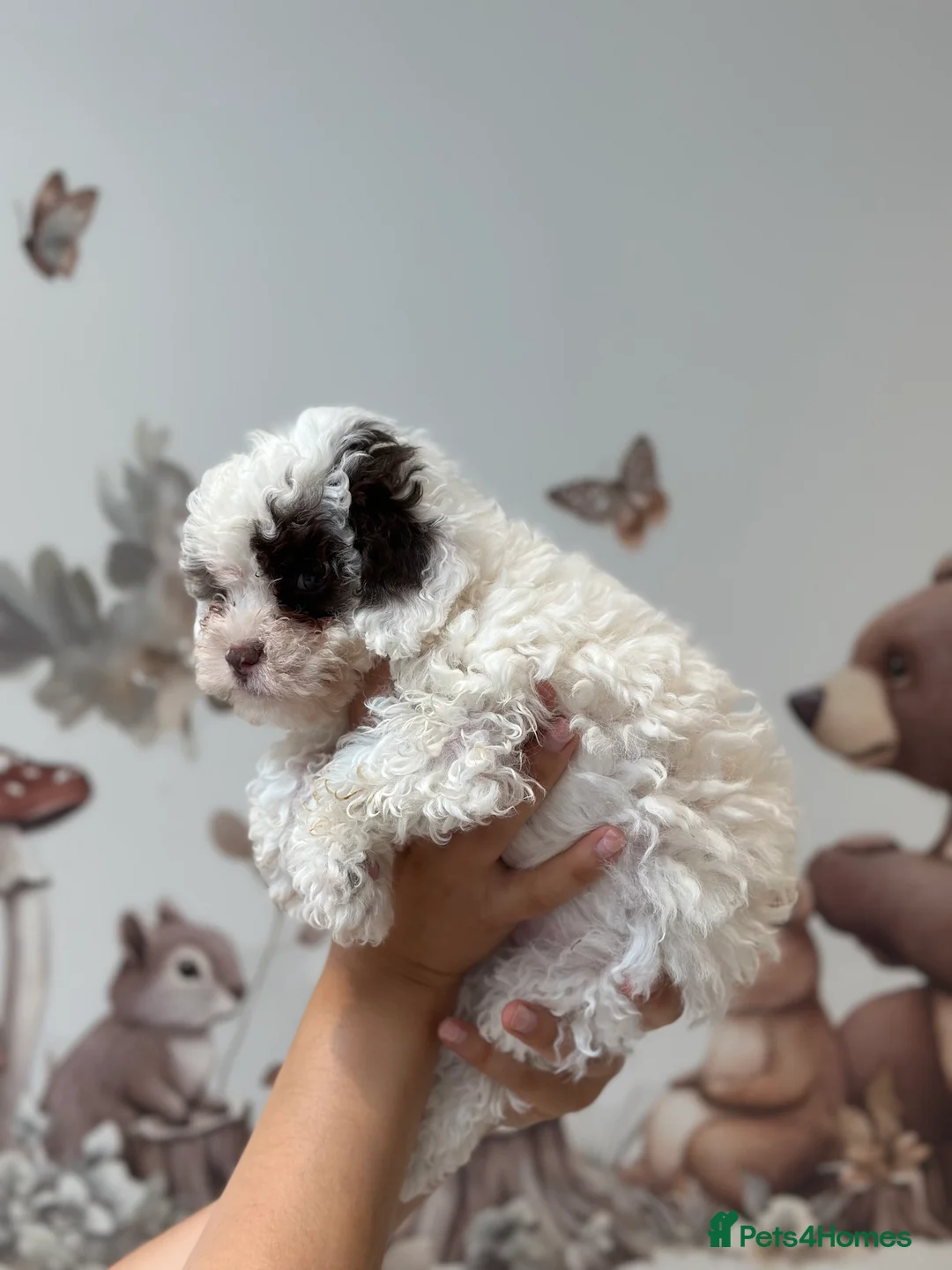 Cavapoo dogs for stud: Premium Cavapoo Chocolate Phantom Parti Stud  in Rickmansworth - Advert 32