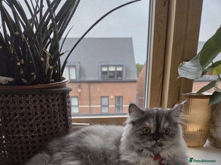 Persian cats Coco the persian chinchilla - Advert 1