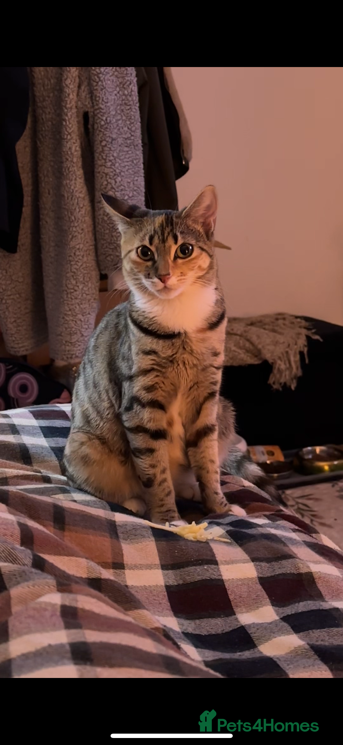 Mixed Breed cats Mixed breed (maybe Bengal/Mainecoon/tabby) - Advert 1