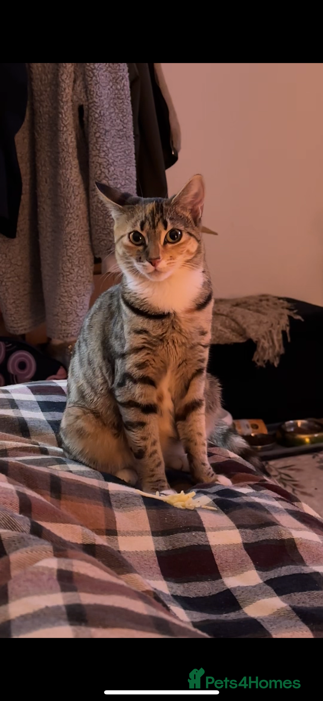 Mixed Breed cats for sale: Mixed breed (Bengal/Mainecoon/tabby) - Advert 1