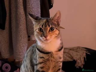 Mixed Breed cats Mixed breed (maybe Bengal/Mainecoon/tabby) - Advert 1