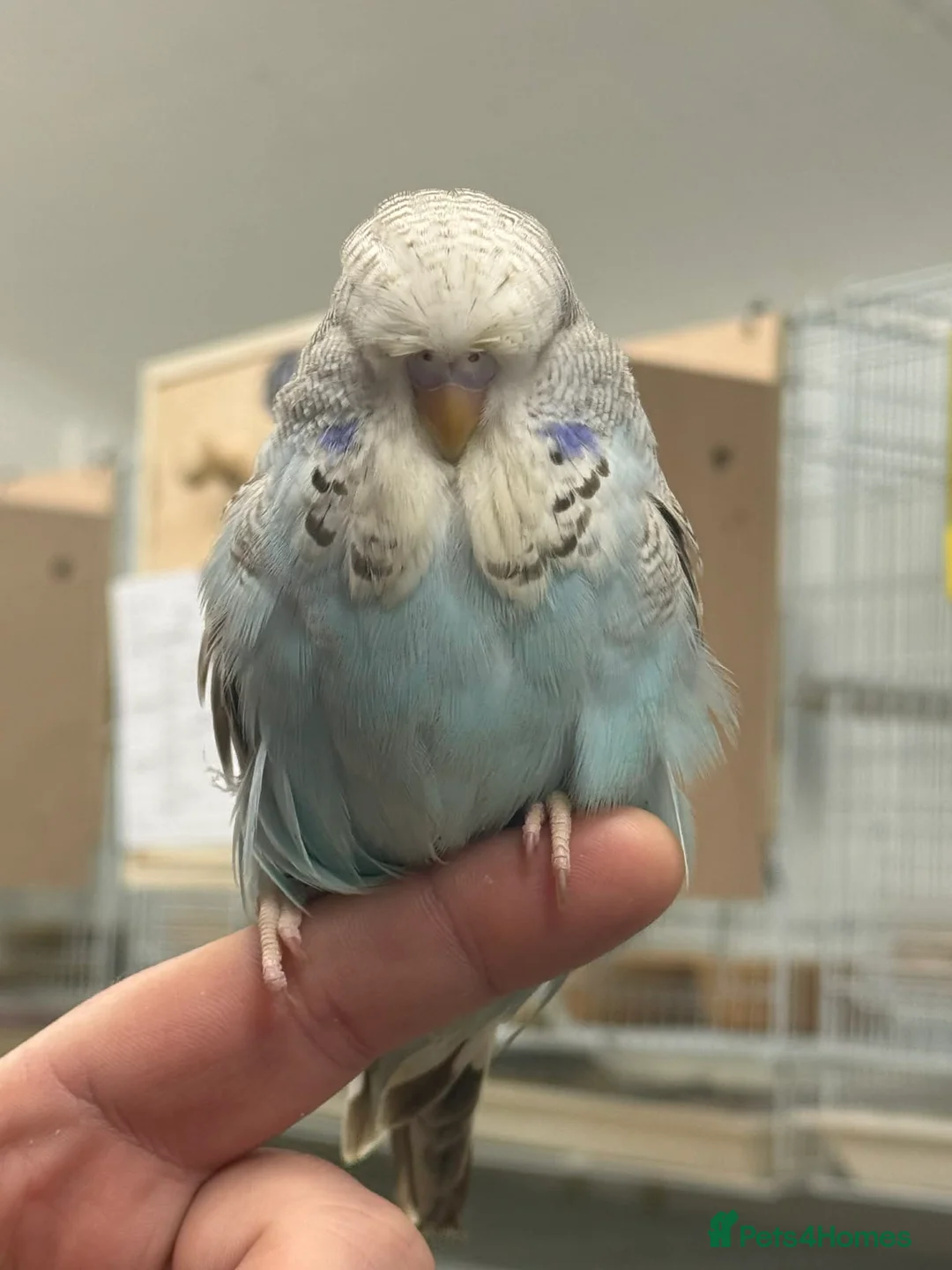 Budgerigars birds for sale: 2026 baby budgies & adult budgies  - Advert 2